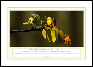 06.01.01.02.A — Flowers and Gardens — African Butterfly Tree Leaves — PhotoPrint™