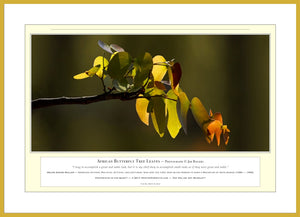 06.01.01.02.A — Flowers and Gardens — African Butterfly Tree Leaves — PhotoPrint™