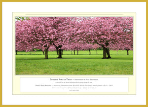 06.01.01.03.A — Flowers and Gardens — Japanese Sakura Trees — PhotoPrint™