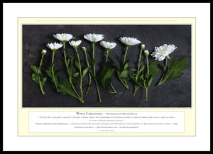 06.01.01.05.A — Flowers and Gardens — White Carnations — PhotoPrint™