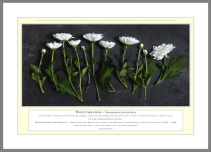 06.01.01.05.A — Flowers and Gardens — White Carnations — PhotoPrint™