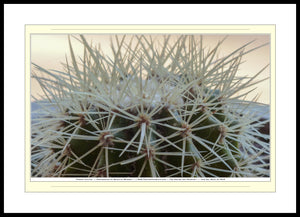 06.01.01.06.B — Flowers and Gardens — Thorny Cactus — SoloPhoto™