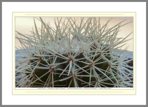 06.01.01.06.B — Flowers and Gardens — Thorny Cactus — SoloPhoto™