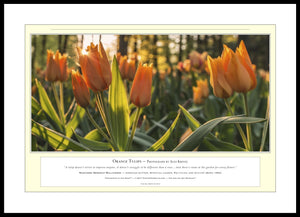 06.01.01.07.A — Flowers and Gardens — Orange Tulips — PhotoPrint™