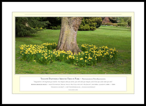 06.01.01.08.A — Flowers and Gardens — Yellow Daffodils Around Tree in Park — PhotoPrint™