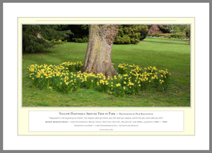 06.01.01.08.A — Flowers and Gardens — Yellow Daffodils Around Tree in Park — PhotoPrint™