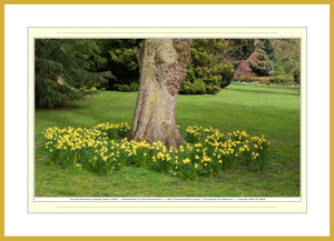 06.01.01.08.B — Flowers and Gardens — Yellow Daffodils Around Tree in Park — SoloPhoto™