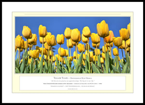 06.01.01.10.A — Flowers and Gardens — Yellow Tulips — PhotoPrint™