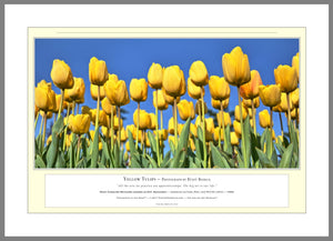 06.01.01.10.A — Flowers and Gardens — Yellow Tulips — PhotoPrint™