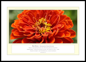 06.01.01.11.A — Flowers and Gardens — Red Zinnia — PhotoPrint™