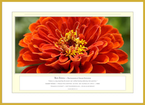 06.01.01.11.A — Flowers and Gardens — Red Zinnia — PhotoPrint™