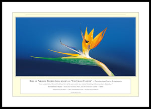 06.01.01.12.A — Flowers and Gardens — Bird of Paradise Flower (also known as “The Crane Flower”) — PhotoPrint™