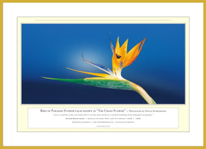 06.01.01.12.A — Flowers and Gardens — Bird of Paradise Flower (also known as “The Crane Flower”) — PhotoPrint™