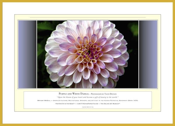 06.01.01.13.A — Flowers and Gardens — Purple and White Dahlia — PhotoPrint™