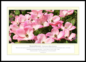 06.01.01.14.A — Flowers and Gardens — Dogwood Blossoms — PhotoPrint™