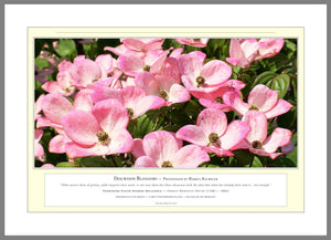 06.01.01.14.A — Flowers and Gardens — Dogwood Blossoms — PhotoPrint™