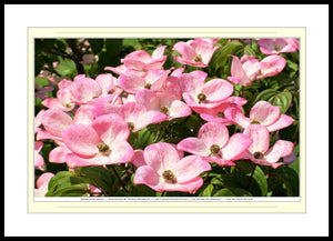 06.01.01.14.B — Flowers and Gardens — Dogwood Blossoms — SoloPhoto™