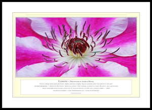 06.01.01.15.A — Flowers and Gardens — Clematis — PhotoPrint™