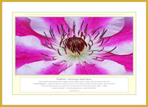 06.01.01.15.A — Flowers and Gardens — Clematis — PhotoPrint™