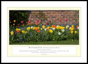 06.01.01.16.A — Flowers and Gardens — Multi-Colored Tulips — PhotoPrint™