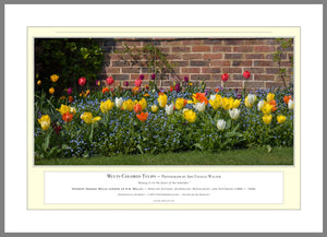 06.01.01.16.A — Flowers and Gardens — Multi-Colored Tulips — PhotoPrint™