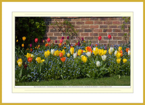 06.01.01.16.B — Flowers and Gardens — Multi-Colored Tulips — SoloPhoto™