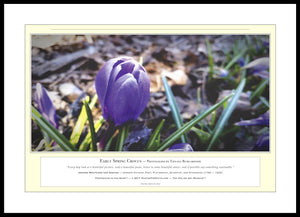 06.01.01.18.A — Flowers and Gardens — Early Spring Crocus — PhotoPrint™