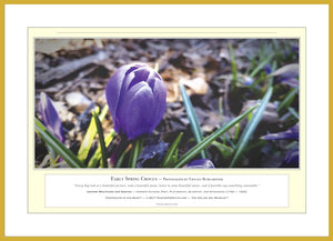 06.01.01.18.A — Flowers and Gardens — Early Spring Crocus — PhotoPrint™