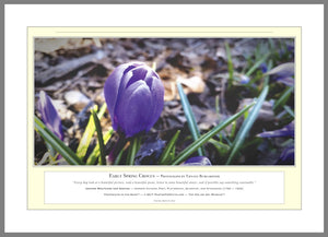 06.01.01.18.A — Flowers and Gardens — Early Spring Crocus — PhotoPrint™