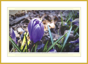 06.01.01.18.B — Flowers and Gardens — Early Spring Crocus — SoloPhoto™