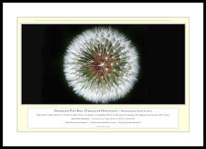 06.01.01.19.A — Flowers and Gardens — Dandelion Puff Ball (Taraxacum Officinale) — PhotoPrint™