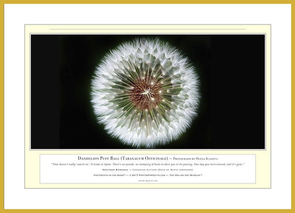 06.01.01.19.A — Flowers and Gardens — Dandelion Puff Ball (Taraxacum Officinale) — PhotoPrint™