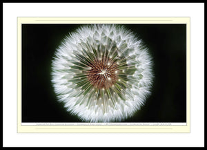 06.01.01.19.B — Flowers and Gardens — Dandelion Puff Ball (Taraxacum Officinale) — SoloPhoto™