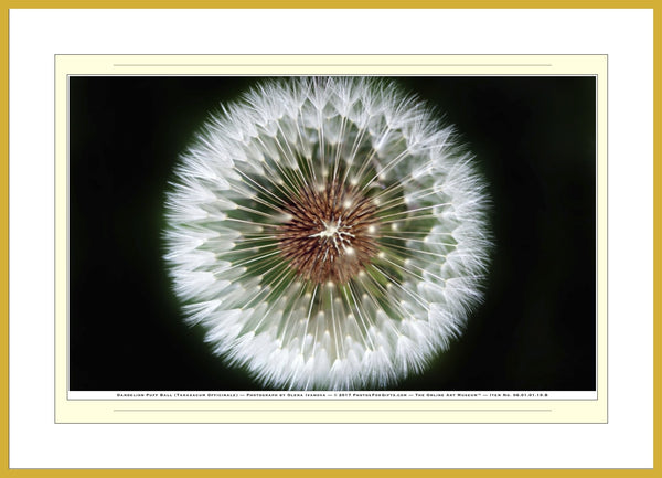 06.01.01.19.B — Flowers and Gardens — Dandelion Puff Ball (Taraxacum Officinale) — SoloPhoto™