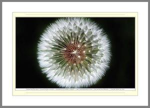 06.01.01.19.B — Flowers and Gardens — Dandelion Puff Ball (Taraxacum Officinale) — SoloPhoto™