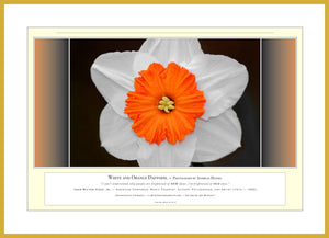 06.01.01.21.A — Flowers and Gardens — White and Orange Daffodil — PhotoPrint™