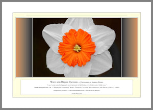 06.01.01.21.A — Flowers and Gardens — White and Orange Daffodil — PhotoPrint™