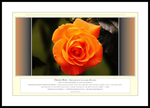 06.01.01.23.A — Flowers and Gardens — Orange Rose — PhotoPrint™