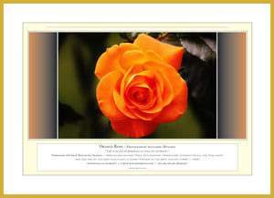 06.01.01.23.A — Flowers and Gardens — Orange Rose — PhotoPrint™