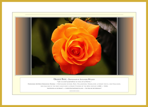 06.01.01.23.A — Flowers and Gardens — Orange Rose — PhotoPrint™