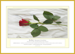 06.01.01.24.A — Flowers and Gardens — Red Rose — PhotoPrint™