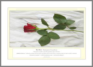 06.01.01.24.A — Flowers and Gardens — Red Rose — PhotoPrint™