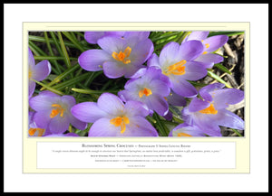 06.01.01.25.A — Flowers and Gardens — Blossoming Spring Crocuses — PhotoPrint™