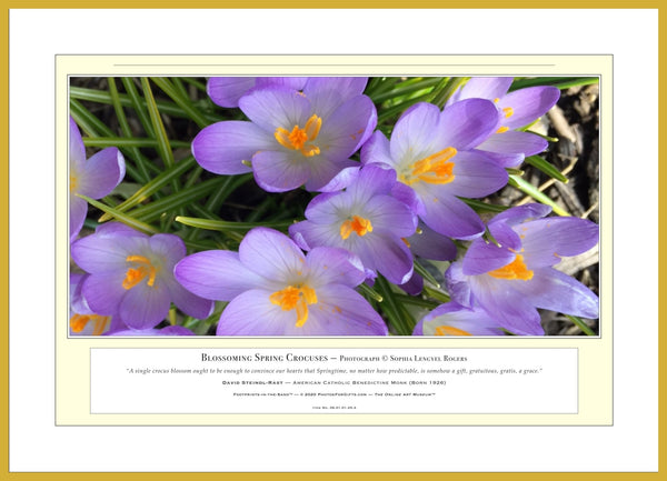 06.01.01.25.A — Flowers and Gardens — Blossoming Spring Crocuses — PhotoPrint™