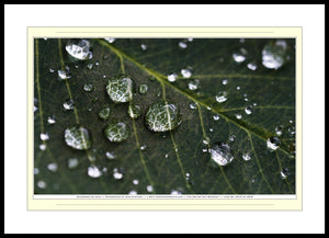 09.01.01.05.B — Abstract Art — Raindrops on Leaf — SoloPhoto™