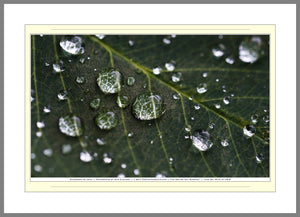 09.01.01.05.B — Abstract Art — Raindrops on Leaf — SoloPhoto™