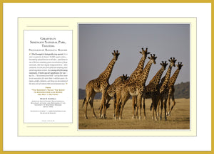 12.01.01.36 — PhotoPosters™ — Giraffes in Serengeti National Park, Tanzania — PhotoPoster™