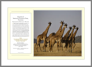 12.01.01.36 — PhotoPosters™ — Giraffes in Serengeti National Park, Tanzania — PhotoPoster™